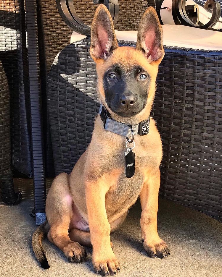 AKC Belgian Malinois puppies for sale