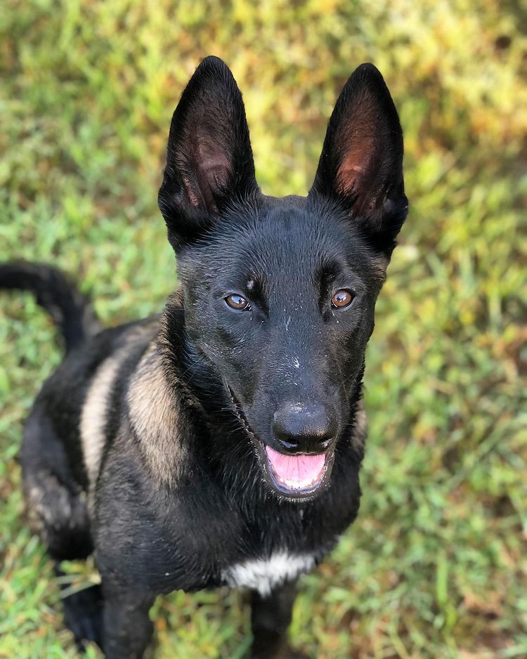 AKC Belgian Malinois puppies for sale at Desert Mountains Malinois Idaho