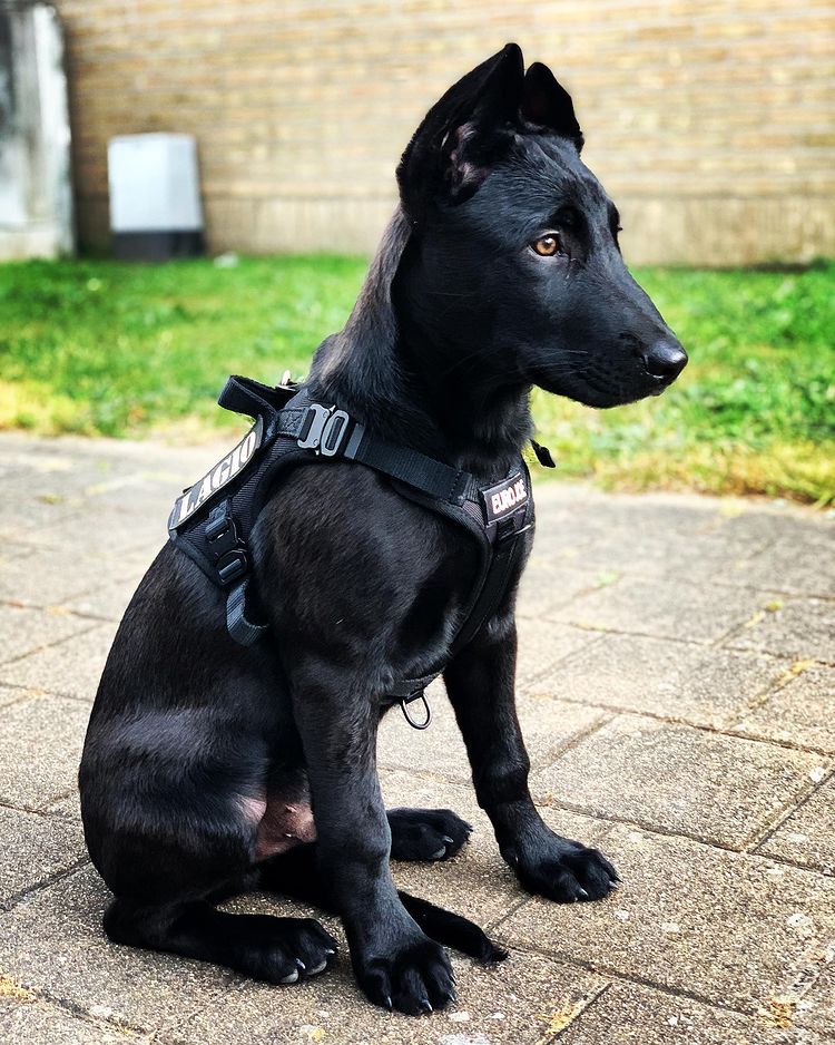 AKC Belgian Malinois puppies for sale