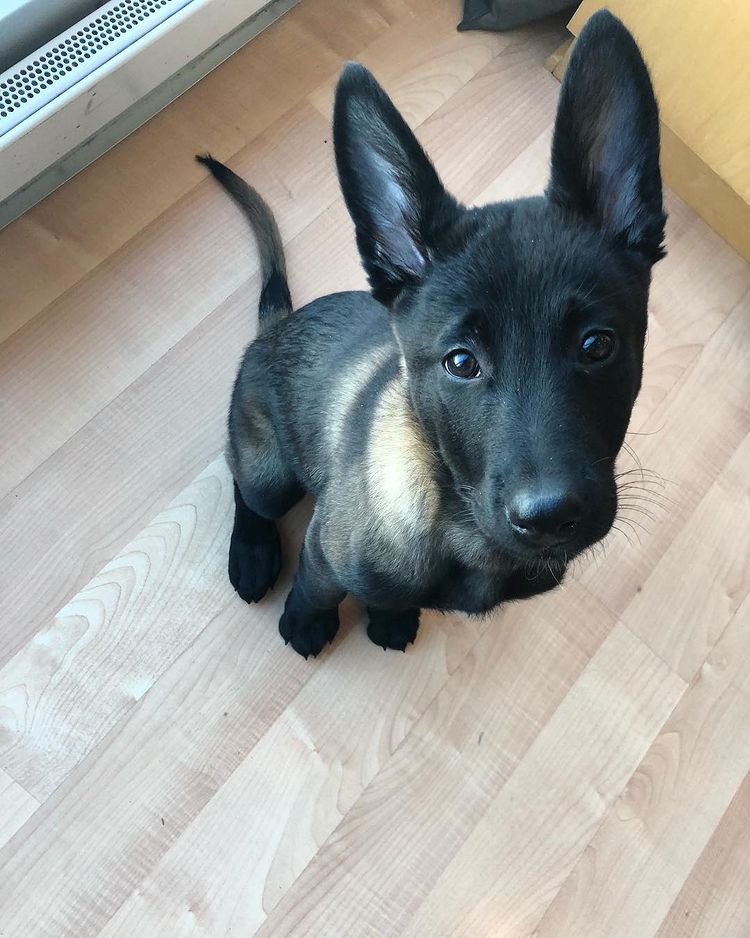 AKC Belgian Malinois puppies for sale