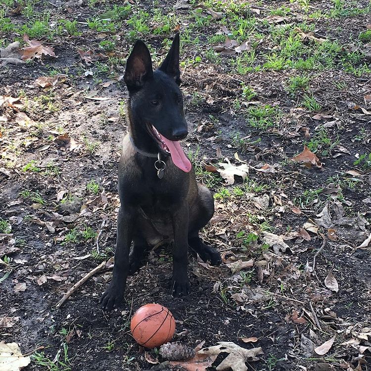 AKC Belgian Malinois puppies for sale