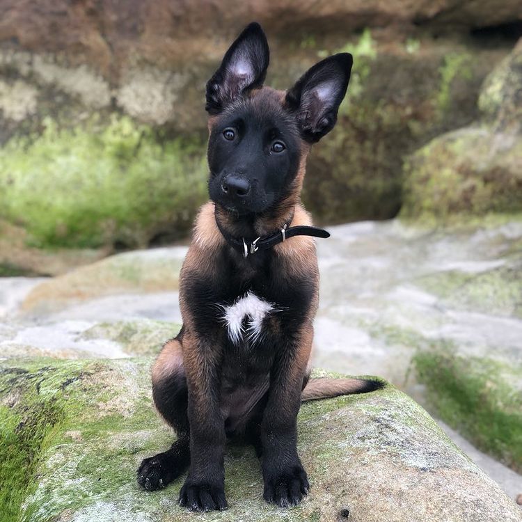 AKC Belgian Malinois puppies for sale at Desert Mountains Malinois Idaho