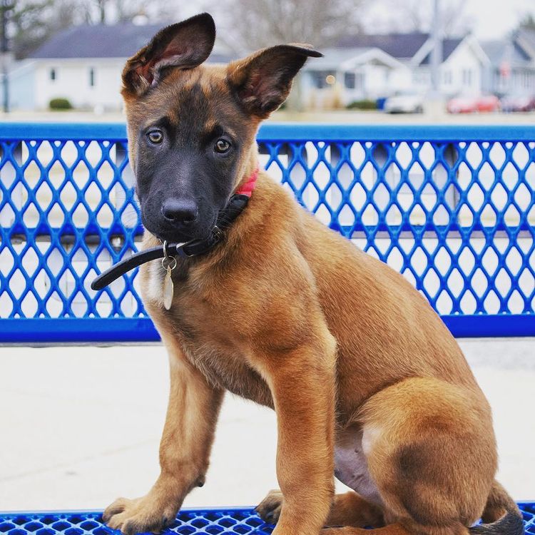 AKC Belgian Malinois puppies for sale