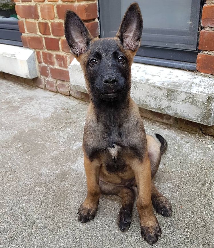 AKC Belgian Malinois puppies for sale