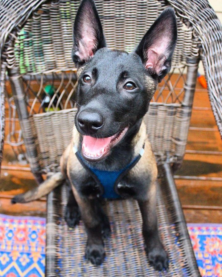 AKC Belgian Malinois puppies for sale