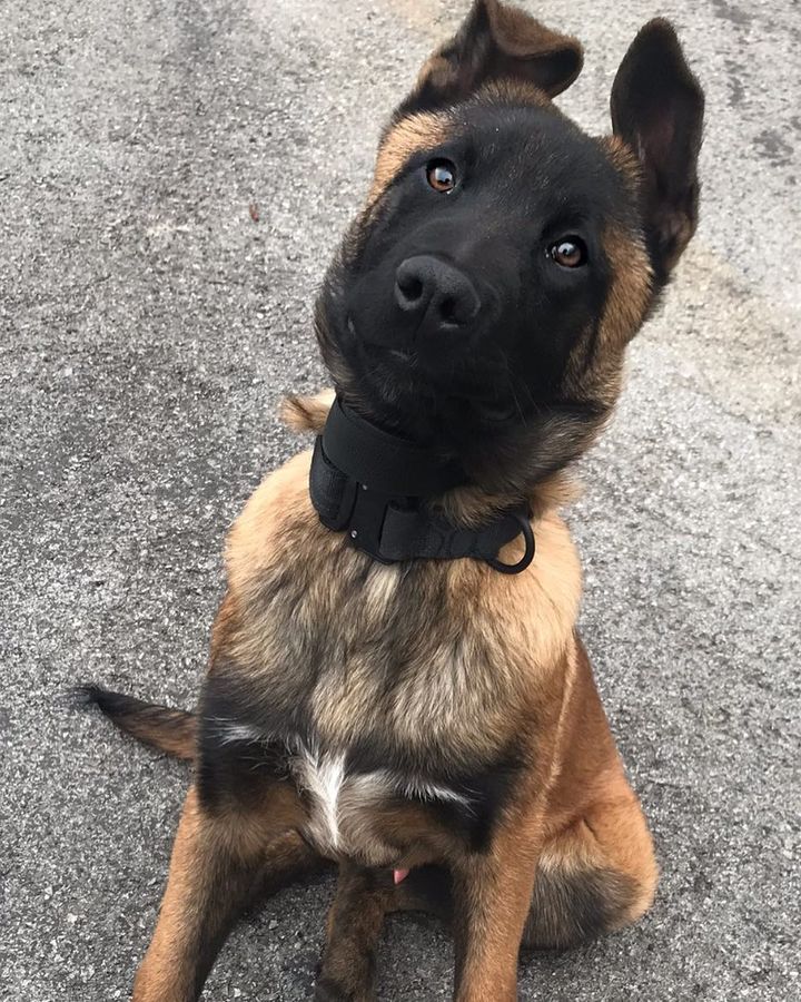 AKC Belgian Malinois puppies for sale