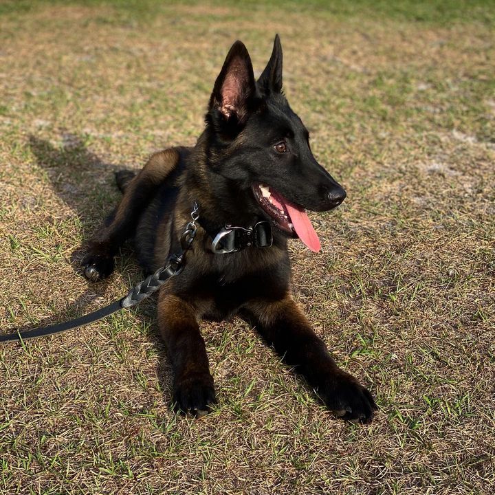 trained belgian malinois for sale