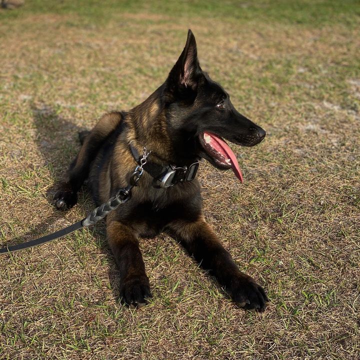 trained belgian malinois for sale