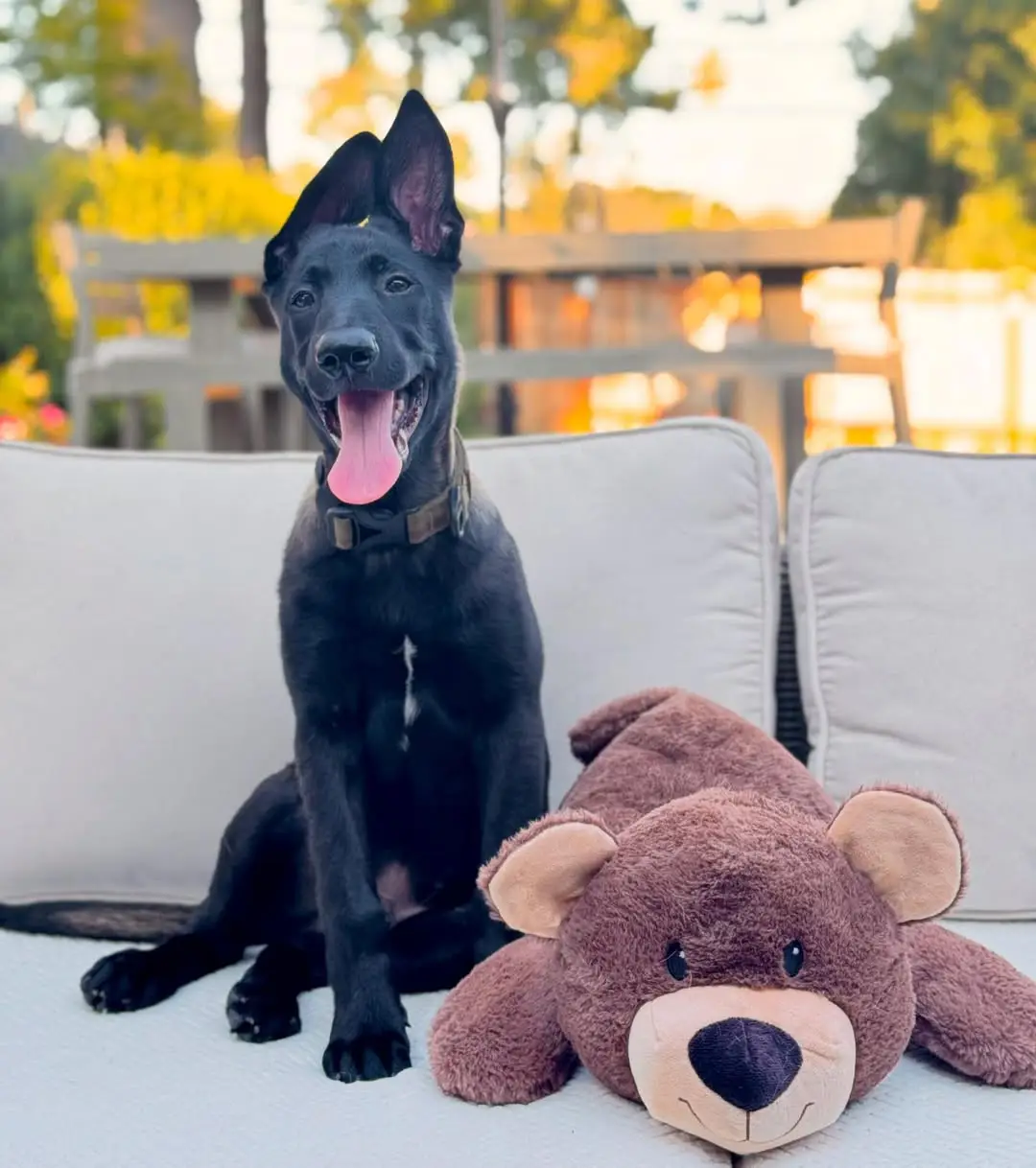 AKC Belgian Malinois puppies for sale at Desert Mountains Malinois Idaho