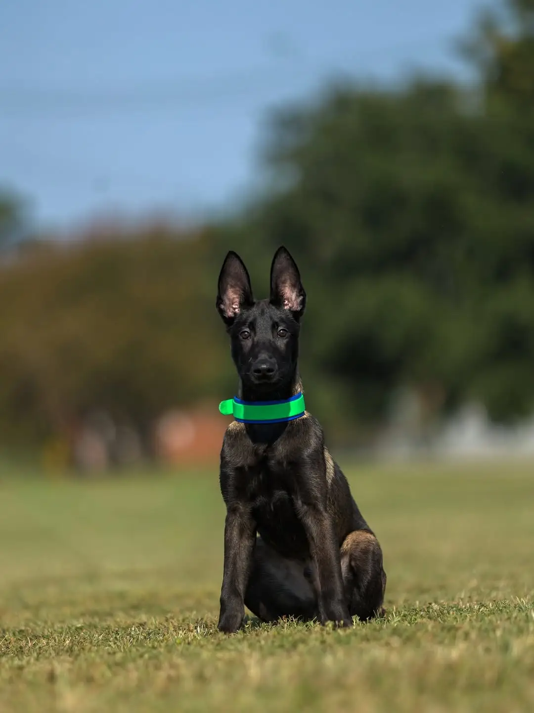 AKC Belgian Malinois puppies for sale